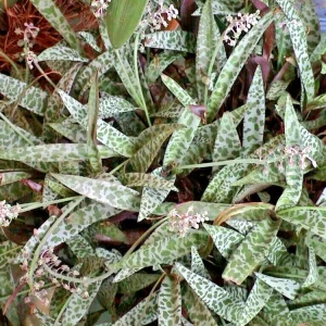 Silver Squill Ledebouria socialis Live Plant Variegated 1 Bulb Indoor Outdoor - Image 2