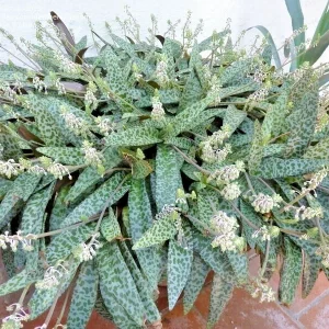 Silver Squill Ledebouria socialis Live Plant Variegated 1 Bulb Indoor Outdoor - Image 1