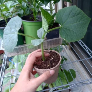 Slicemaster Cucumber Live Plant – 2 Plants in 4 inch Pots – Outdoor Vegetable - Image 7
