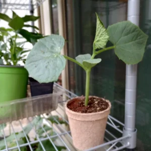Slicemaster Cucumber Live Plant – 2 Plants in 4 inch Pots – Outdoor Vegetable - Image 8