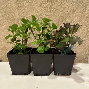 Smooth Hydrangea Live Plant - 1 Gallon Container - Rooted Outdoor Flower - Image 10