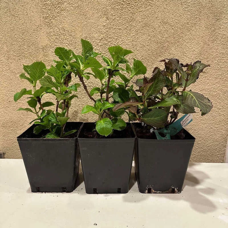 Smooth Hydrangea Live Plant - 1 Gallon Container - Rooted Outdoor Flower - Image 10