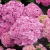 Smooth Hydrangea Live Plant - 1 Gallon Container - Rooted Outdoor Flower - Image 1
