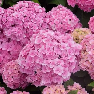 Smooth Hydrangea Live Plant - 1 Gallon Container - Rooted Outdoor Flower - Image 1
