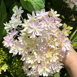Smooth Hydrangea Live Plant - 1 Gallon Container - Rooted Outdoor Flower - Image 2