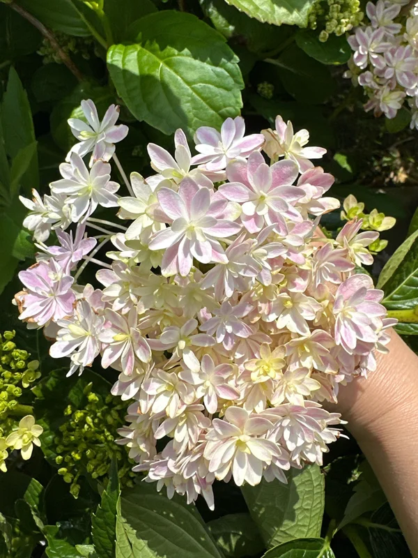 Smooth Hydrangea Live Plant - 1 Gallon Container - Rooted Outdoor Flower - Image 2