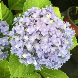 Smooth Hydrangea Live Plant - 1 Gallon Container - Rooted Outdoor Flower - Image 3