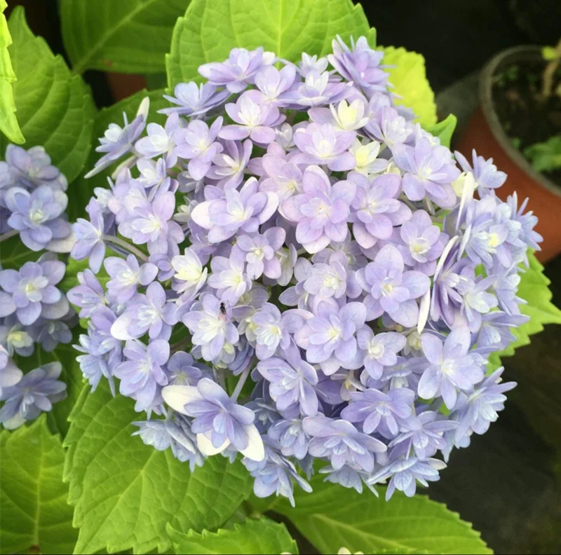Smooth Hydrangea Live Plant - 1 Gallon Container - Rooted Outdoor Flower - Image 3