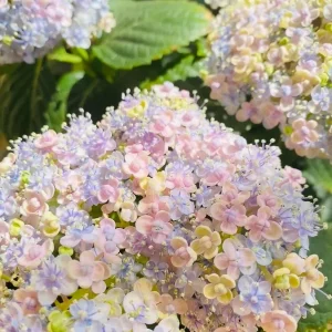 Smooth Hydrangea Live Plant - 1 Gallon Container - Rooted Outdoor Flower - Image 4