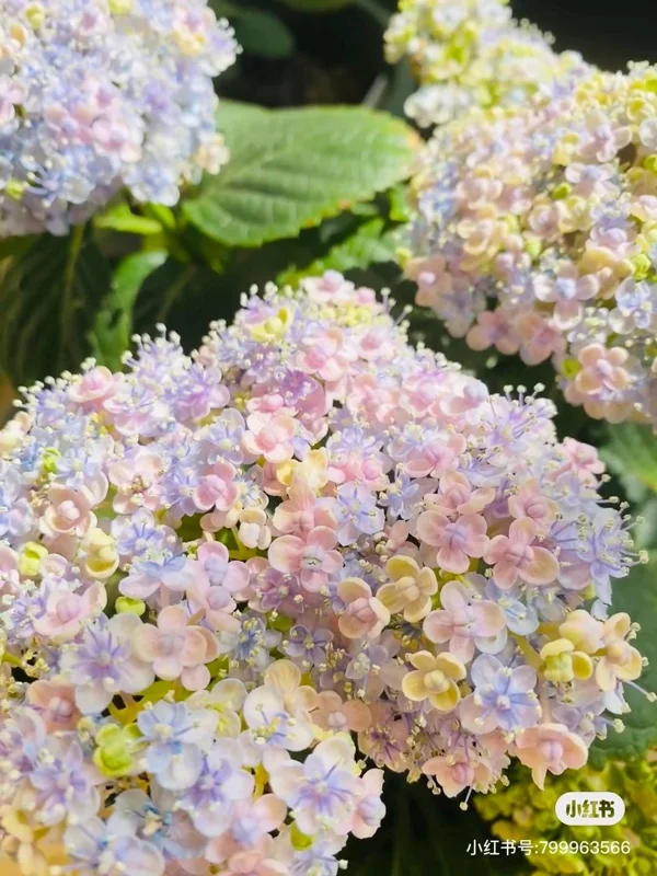 Smooth Hydrangea Live Plant - 1 Gallon Container - Rooted Outdoor Flower - Image 4