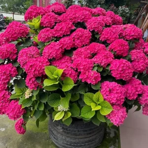 Smooth Hydrangea Live Plant - 1 Gallon Container - Rooted Outdoor Flower - Image 5