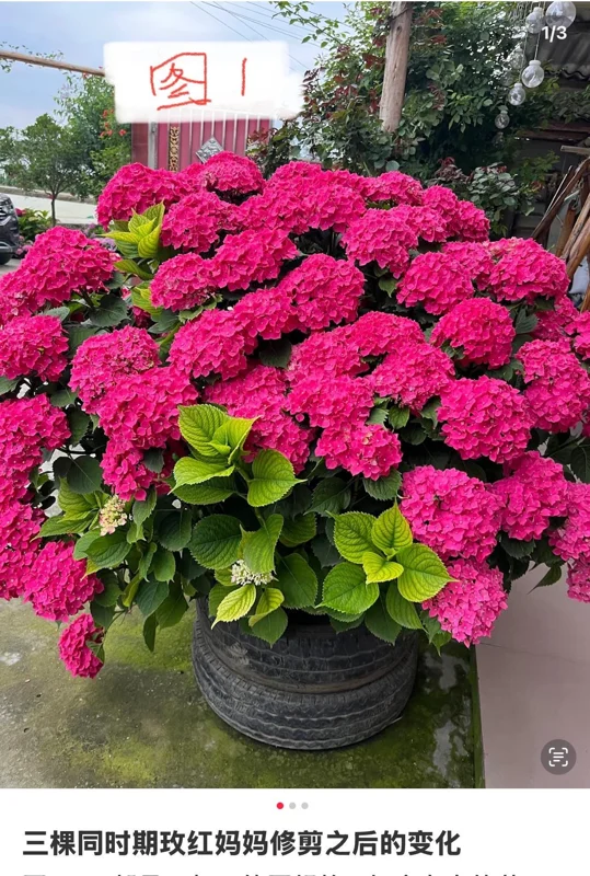 Smooth Hydrangea Live Plant - 1 Gallon Container - Rooted Outdoor Flower - Image 5