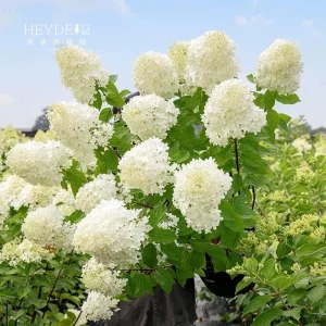 Smooth Hydrangea Live Plant - 1 Gallon Container - Rooted Outdoor Flower - Image 6