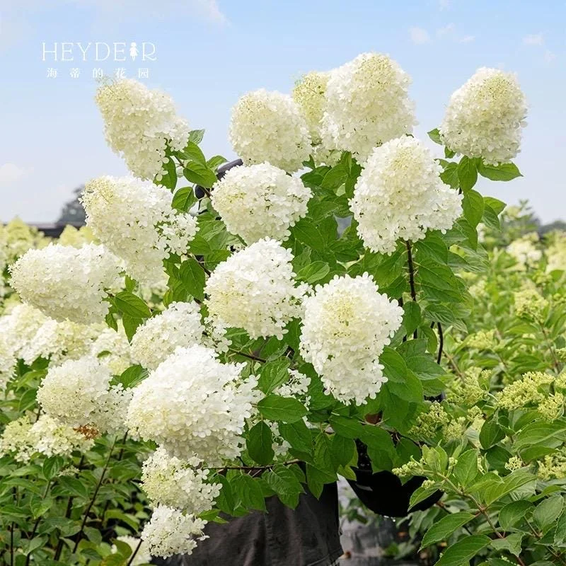 Smooth Hydrangea Live Plant - 1 Gallon Container - Rooted Outdoor Flower - Image 6