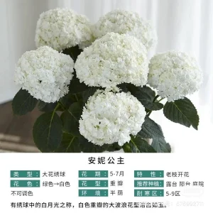 Smooth Hydrangea Live Plant - 1 Gallon Container - Rooted Outdoor Flower - Image 7