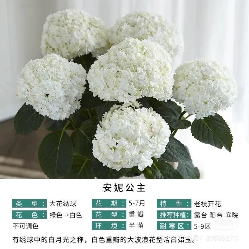 Smooth Hydrangea Live Plant - 1 Gallon Container - Rooted Outdoor Flower - Image 7