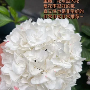 Smooth Hydrangea Live Plant - 1 Gallon Container - Rooted Outdoor Flower - Image 8