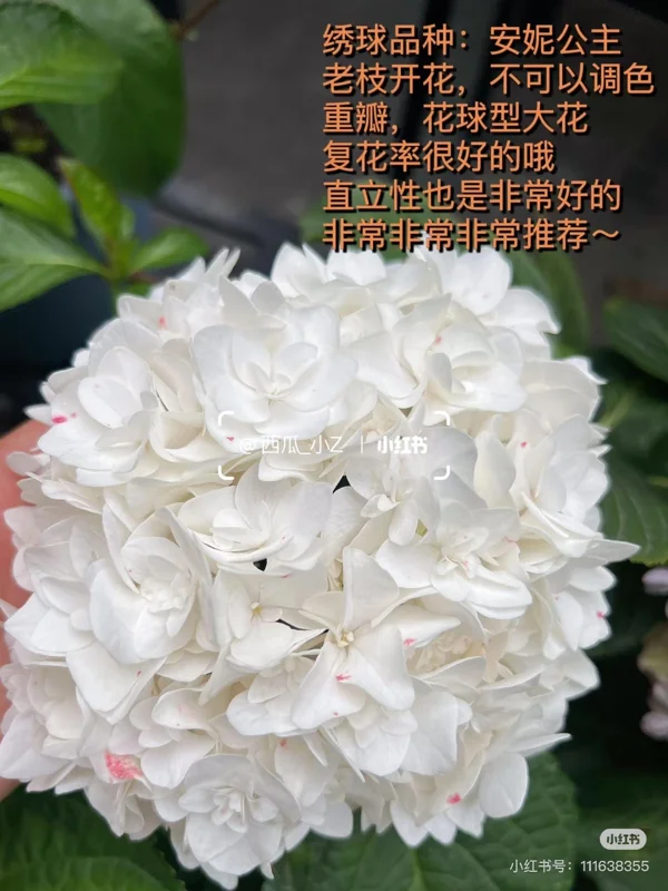 Smooth Hydrangea Live Plant - 1 Gallon Container - Rooted Outdoor Flower - Image 8