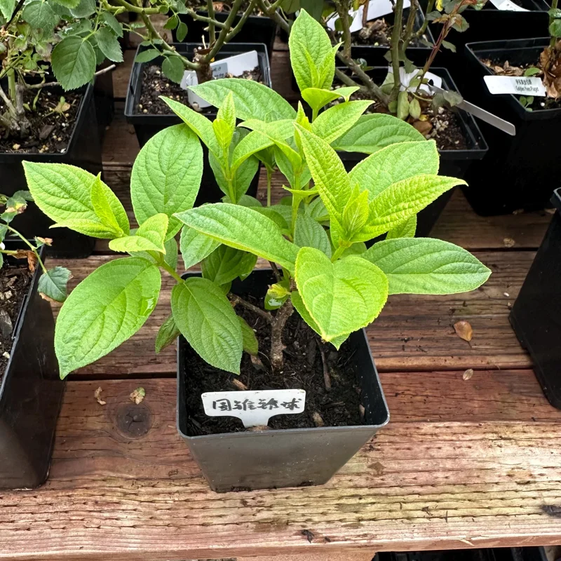 Smooth Hydrangea Live Plant - 1 Gallon Container - Rooted Outdoor Flower - Image 9
