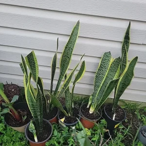 Snake Plant Sansevieria trifasciata Live Plant 18 Inches Tall – Indoor - Image 10
