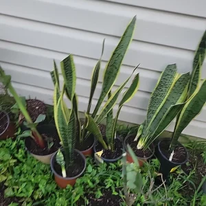 Snake Plant Sansevieria trifasciata Live Plant 18 Inches Tall – Indoor - Image 11
