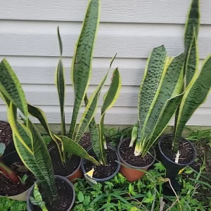 Snake Plant Sansevieria trifasciata Live Plant 18 Inches Tall – Indoor - Image 2