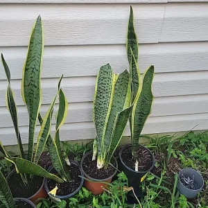 Snake Plant Sansevieria trifasciata Live Plant 18 Inches Tall – Indoor - Image 3