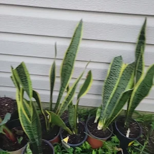 Snake Plant Sansevieria trifasciata Live Plant 18 Inches Tall – Indoor - Image 4