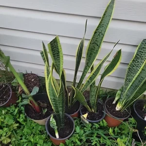 Snake Plant Sansevieria trifasciata Live Plant 18 Inches Tall – Indoor - Image 5
