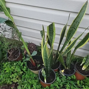 Snake Plant Sansevieria trifasciata Live Plant 18 Inches Tall – Indoor - Image 6