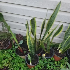 Snake Plant Sansevieria trifasciata Live Plant 18 Inches Tall – Indoor - Image 7