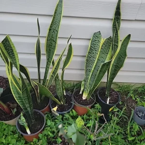 Snake Plant Sansevieria trifasciata Live Plant 18 Inches Tall – Indoor - Image 8