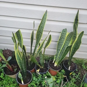 Snake Plant Sansevieria trifasciata Live Plant 18 Inches Tall – Indoor - Image 9