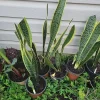 Snake Plant Sansevieria trifasciata Live Plant 18 Inches Tall – Indoor - Image 1