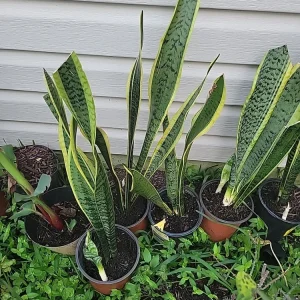 Snake Plant Sansevieria trifasciata Live Plant 18 Inches Tall – Indoor - Image 1