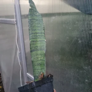 Snake Plant Sansevieria Trifasciata Live Plant - Mother-in-Law's Tongue, Air Purifying, Bare Root, Indoor/Outdoor - Image 2