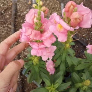 Snapdragon Sonnet Pink Live Plants – Set of 6, 3-Inch Pots, Outdoor Flower - Image 1
