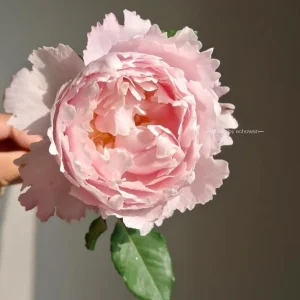 Sophie Rochas Rose Live Plant – Pink Fragrant Repeat Blooming Bush – 8-10 cm Flowers - Image 2