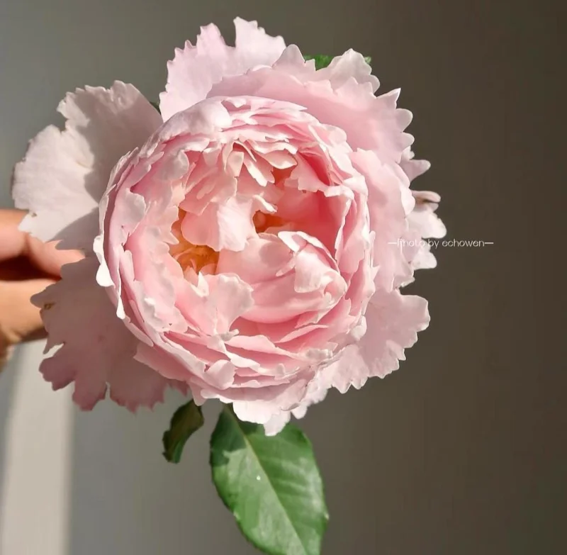 Sophie Rochas Rose Live Plant – Pink Fragrant Repeat Blooming Bush – 8-10 cm Flowers - Image 2
