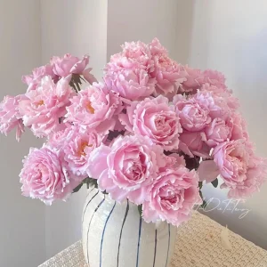 Sophie Rochas Rose Live Plant – Pink Fragrant Repeat Blooming Bush – 8-10 cm Flowers - Image 3