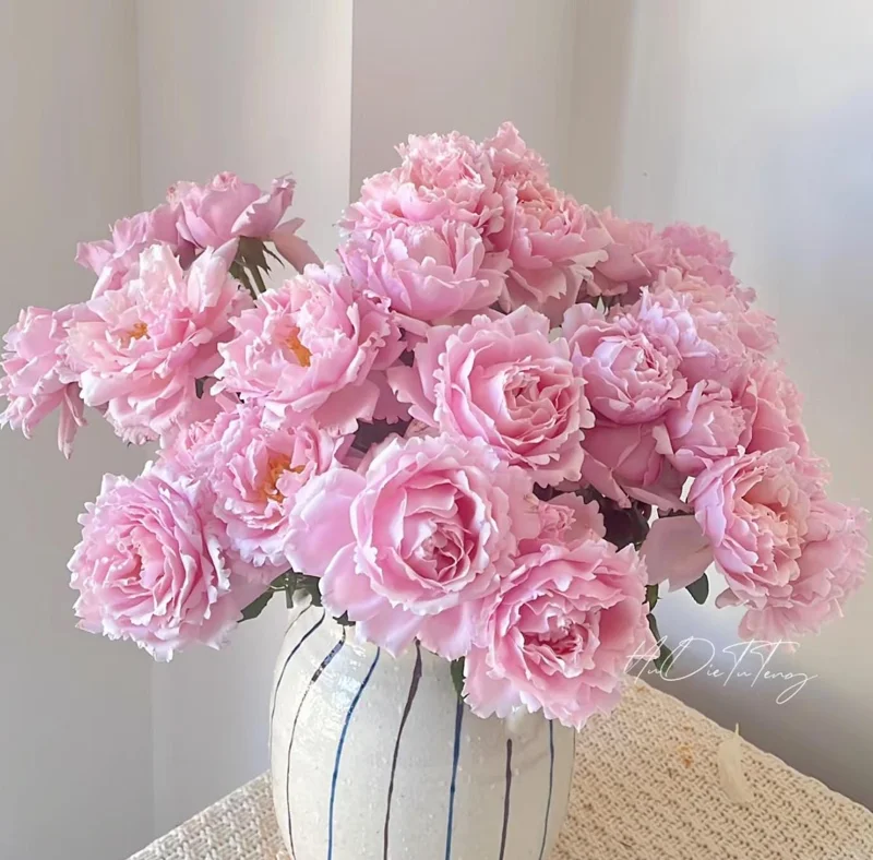 Sophie Rochas Rose Live Plant – Pink Fragrant Repeat Blooming Bush – 8-10 cm Flowers - Image 3