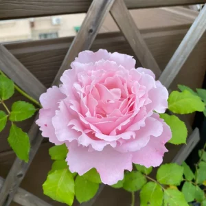 Sophie Rochas Rose Live Plant – Pink Fragrant Repeat Blooming Bush – 8-10 cm Flowers - Image 4