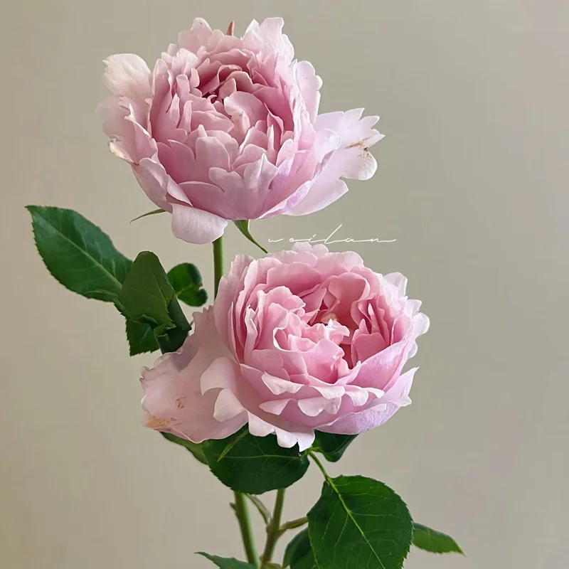 Sophie Rochas Rose Live Plant – Pink Fragrant Repeat Blooming Bush – 8-10 cm Flowers - Image 5
