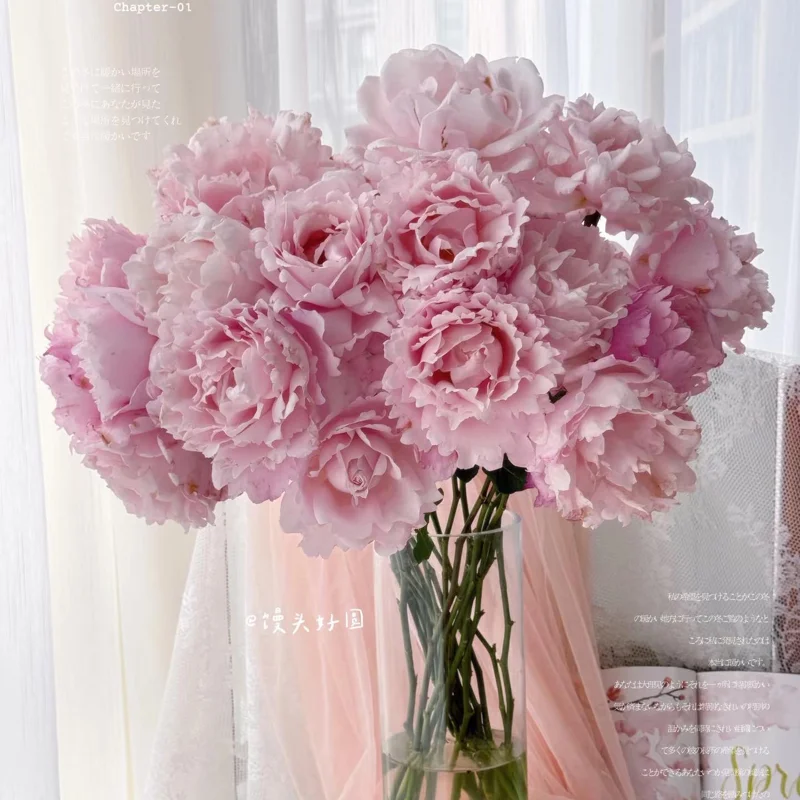 Sophie Rochas Rose Live Plant – Pink Fragrant Repeat Blooming Bush – 8-10 cm Flowers - Image 6