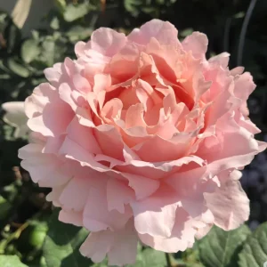 Sophie Rochas Rose Live Plant – Pink Fragrant Repeat Blooming Bush – 8-10 cm Flowers - Image 7