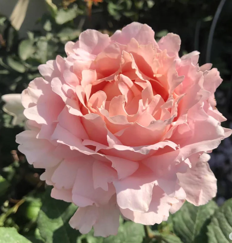 Sophie Rochas Rose Live Plant – Pink Fragrant Repeat Blooming Bush – 8-10 cm Flowers - Image 7