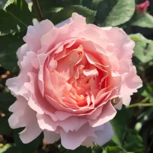 Sophie Rochas Rose Live Plant – Pink Fragrant Repeat Blooming Bush – 8-10 cm Flowers - Image 8