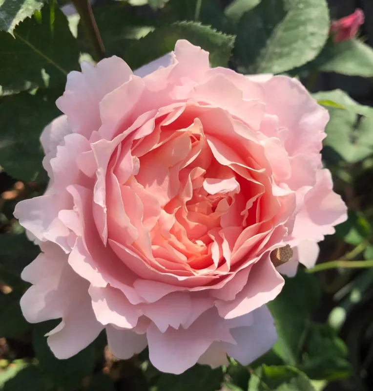 Sophie Rochas Rose Live Plant – Pink Fragrant Repeat Blooming Bush – 8-10 cm Flowers - Image 8