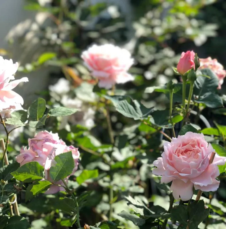 Sophie Rochas Rose Live Plant – Pink Fragrant Repeat Blooming Bush – 8-10 cm Flowers - Image 9