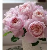 Sophie Rochas Rose Live Plant – Pink Fragrant Repeat Blooming Bush – 8-10 cm Flowers - Image 1